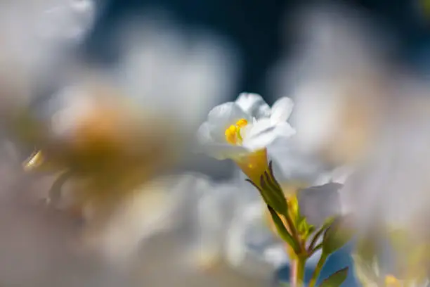 Astrantia major, snow star, flower closeup with beautiful bokeh