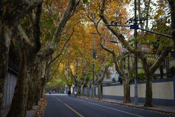 istock The asphalt road in autumn 889766214