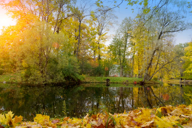 istock Autumn tree with bright foliage is reflected in the lake 889773886