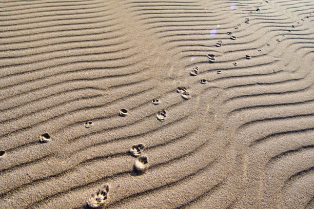 Bear tracks in the snow. Spring in the highlands. Danger in the wild
