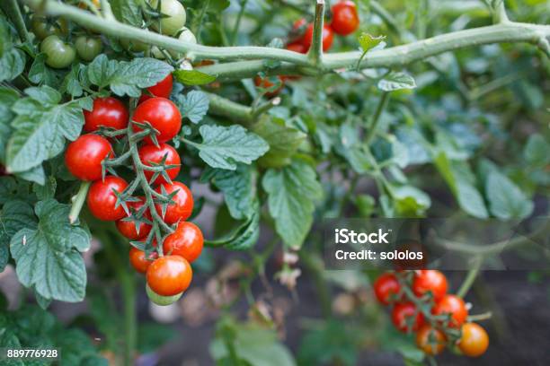 Cherry Tomatoes Stock Photo - Download Image Now - Tomato, Cherry, Agricultural Field