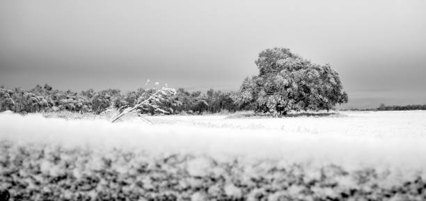 istock Giant oak tree in middle of a pasture on snowy day 889779970