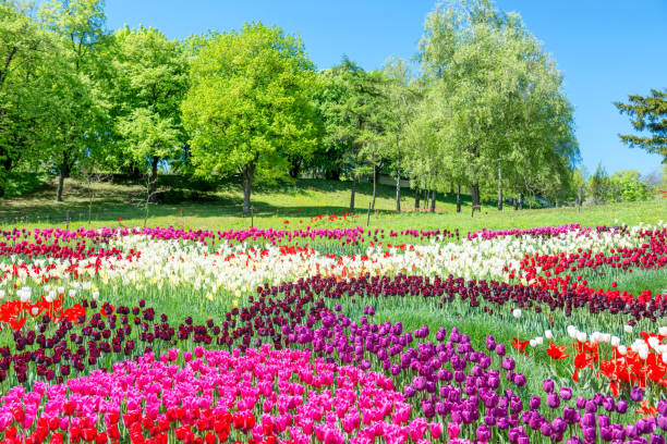 istock Field of tulips in the park 889783536