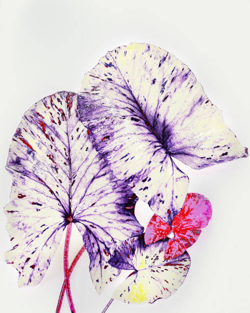 istock natural background plant of aquariums nymphea, leaves on white background 889785866