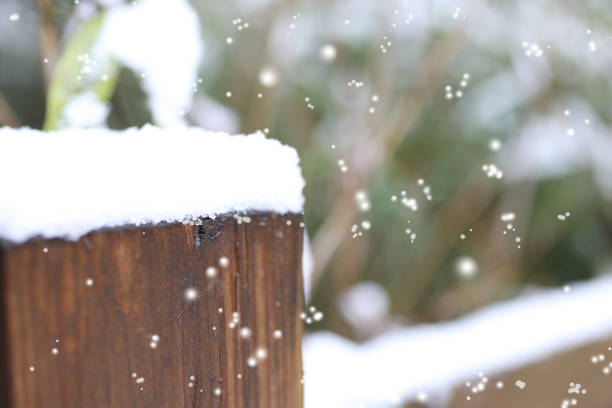 Snow on Tree Branches in Cold Winter Scene. High quality photo