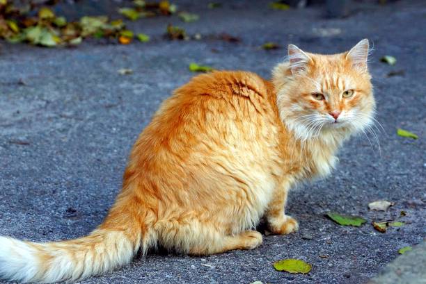 istock big red cat sitting in the yard on the asphalt 889793600