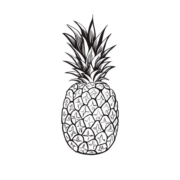 ภาพประกอบสต็อกที่เกี่ยวกับ “สับปะรด - เวกเตอร์ - pineapple”