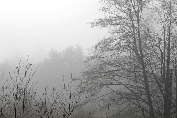 istock Fog in the Fraser Valley, British Columbia, Canada 889805980