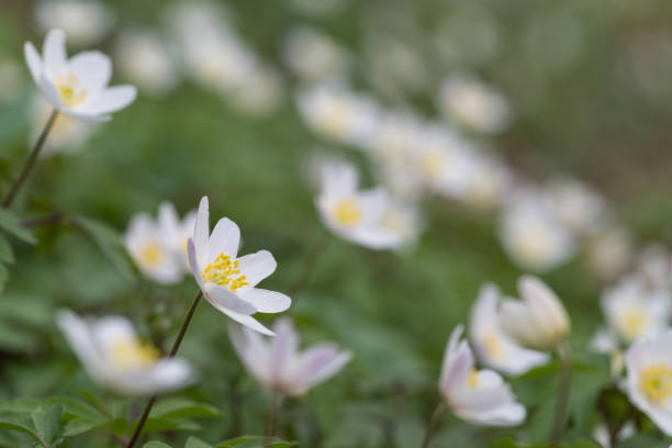 istock Windflower, anemone nemorosa 889806056