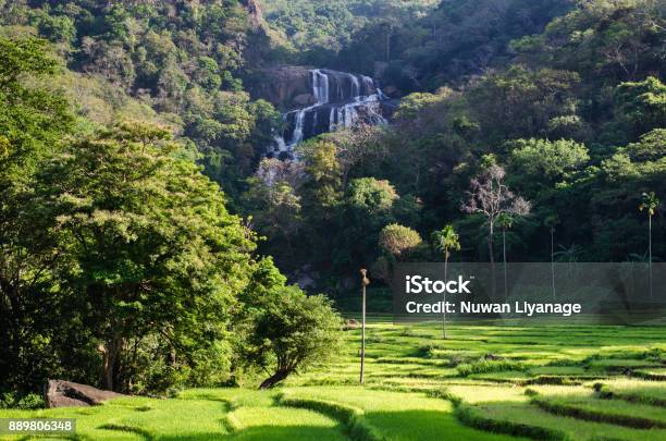 Rice Fields Of Knuckles Mountain Range Sri Lanka Stock Photo - Download Image Now - Knuckle, Mountain, Sri Lanka