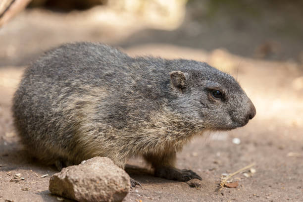 istock groundhog sits on ground and looks to the side 889811964