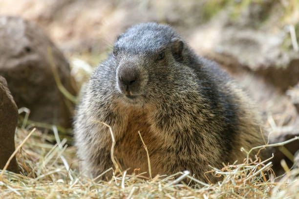 istock groundhog sits on ground and looks to the side 889811992
