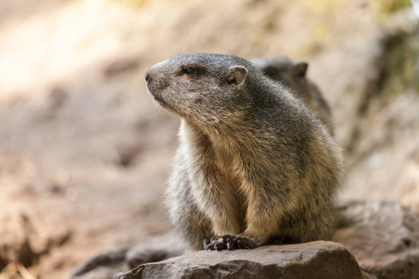 A close-up of a Columbia Ground Squirrel. Taken in British Columbia, Canada