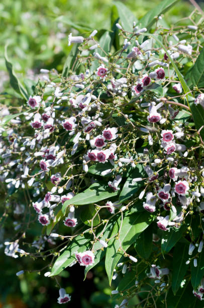 istock flowers of Skunk vine 889814338