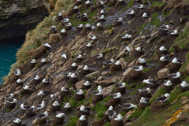 Black-browed Albatross nesting on Saunders Island