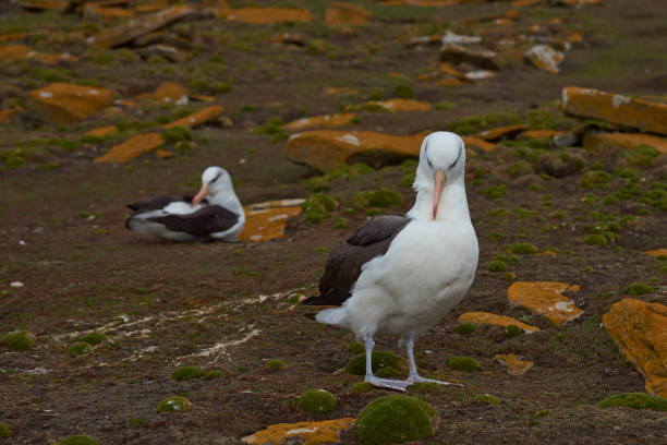 istock Black-browed Albatross on Saunders Island 889823866