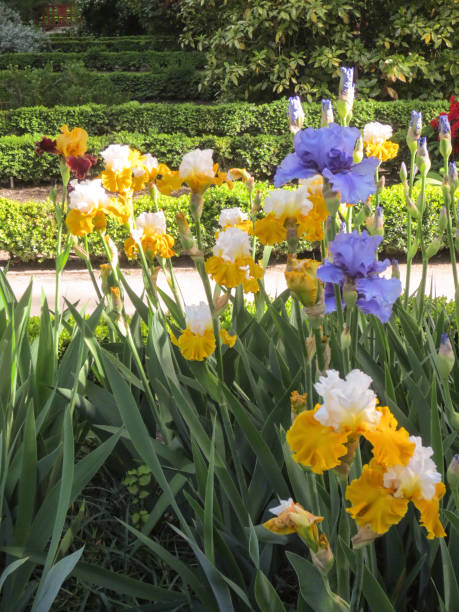 istock Iris Flowers in a garden 1. 889826220