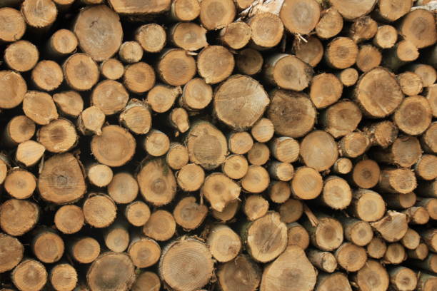 istock Chopped fuel wood in a forest 889843694