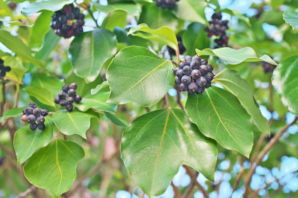 istock Fruit of the Gilibertia trifida 889856632