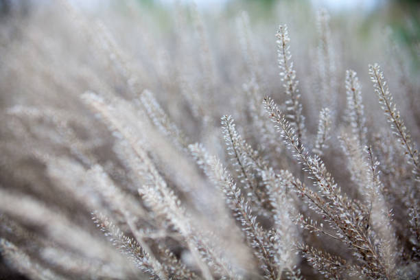 istock Dry plants in the field 889856844
