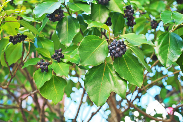 istock Fruit of the Gilibertia trifida 889857250