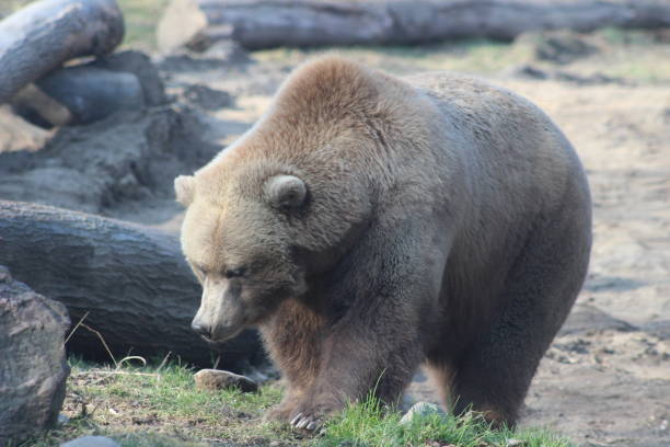 istock Grizzly bear portrait photographs 889857620