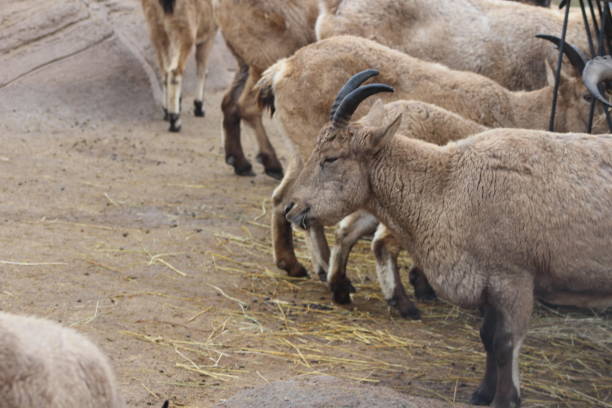 istock West caucasian tur feeding from a trough 889857678