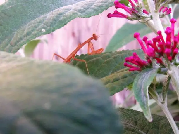 baby praying mantis in bush