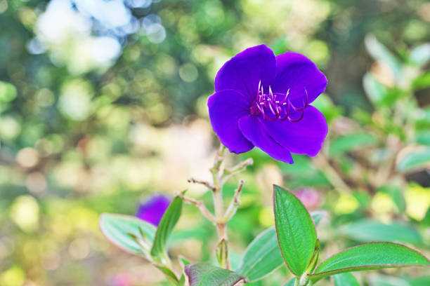Tibouchina Urvilleana