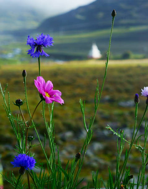 istock Pink cosmos flowers 889880214