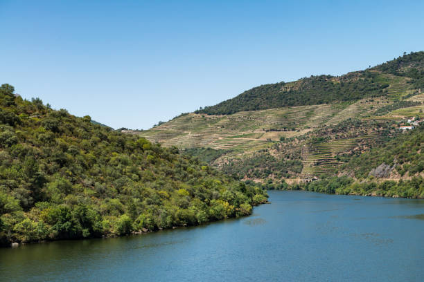 istock Vineyars in Douro Valley 889885150