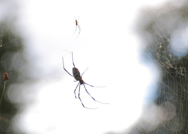 A large spider in web A large spider and small spider in a web spider spider web large travel locations stock pictures, royalty-free photos & images