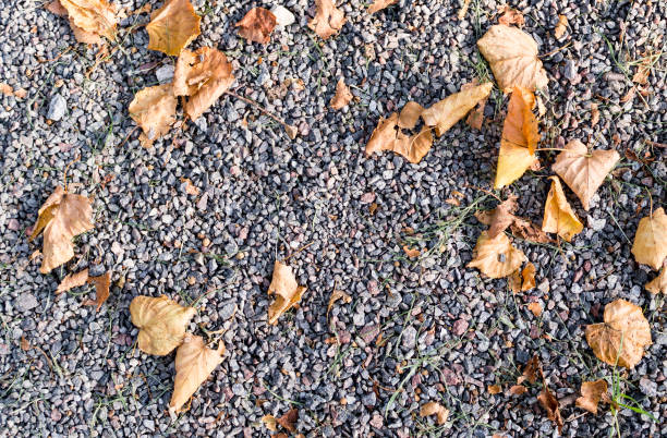 istock sandy stone ground with autumn leaves. background, texture. 889892648
