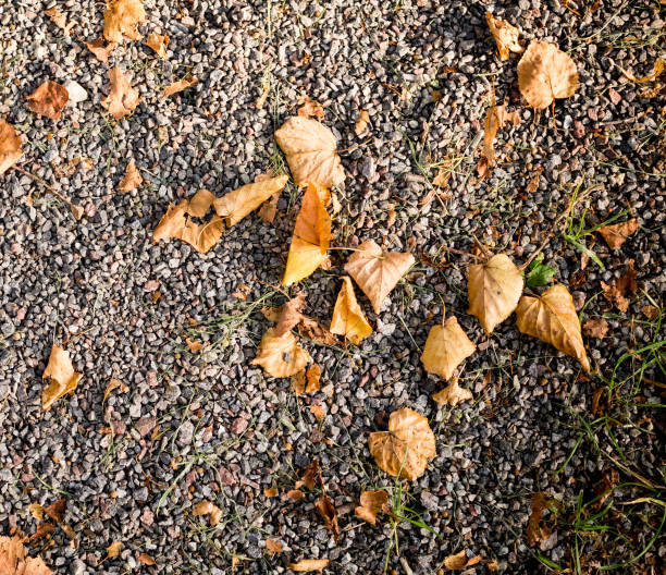 istock sandy stone ground with autumn leaves. background, texture. 889892652