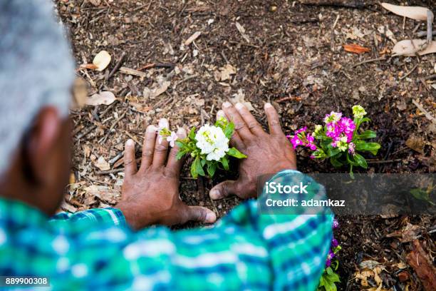 Photo libre de droit de Senior Afroaméricain De Plantation Dans Le Jardin banque d'images et plus d'images libres de droit de Jardiner - Jardiner, Troisième âge, Main