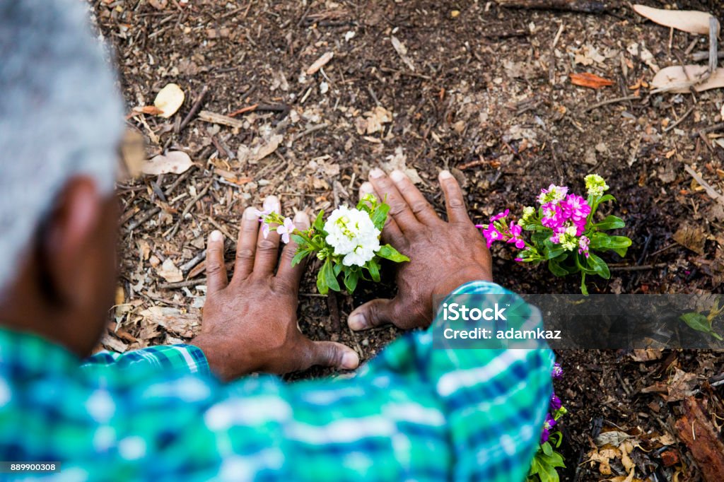 Uomo afroamericano senior piantare nel giardino - Foto stock royalty-free di Giardinaggio