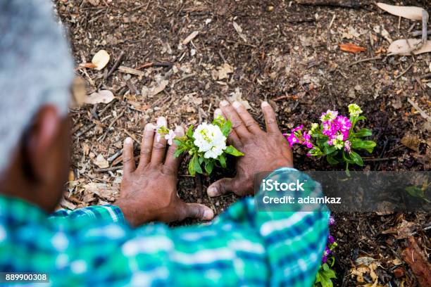 Uomo Afroamericano Senior Piantare Nel Giardino - Fotografie stock e altre immagini di Giardinaggio - Giardinaggio, Terza età, Mano