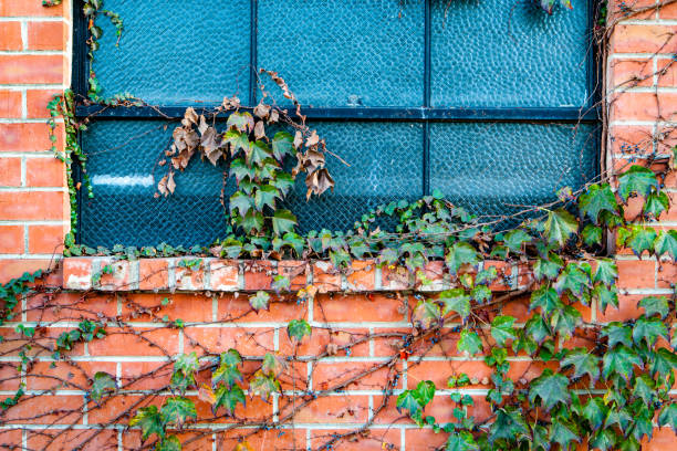 istock A brick wall and window with grape vines growing across it. 889908346