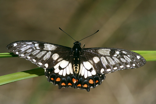 Dainty Swallowtail Butterfly 'Papilio anactus'