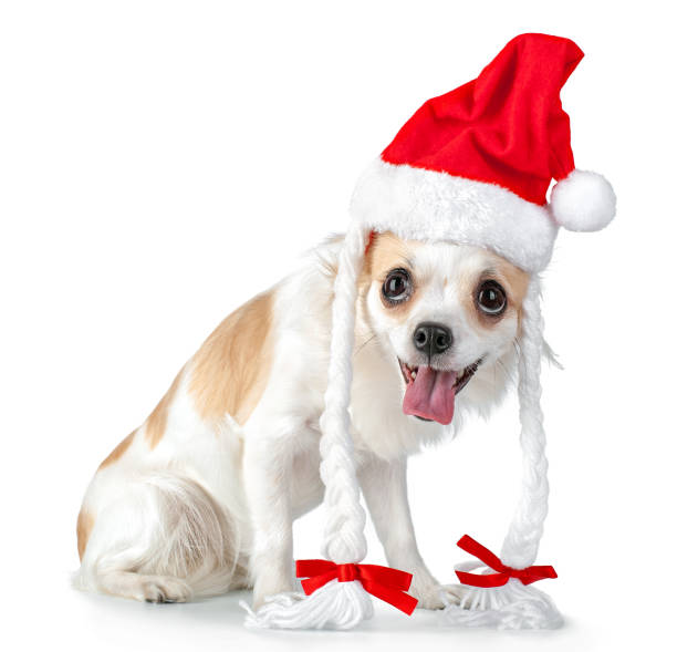 サンタ帽子白い背景で隔離の幸せなチワワ犬 - bow pets small velvet ストックフォトと画像