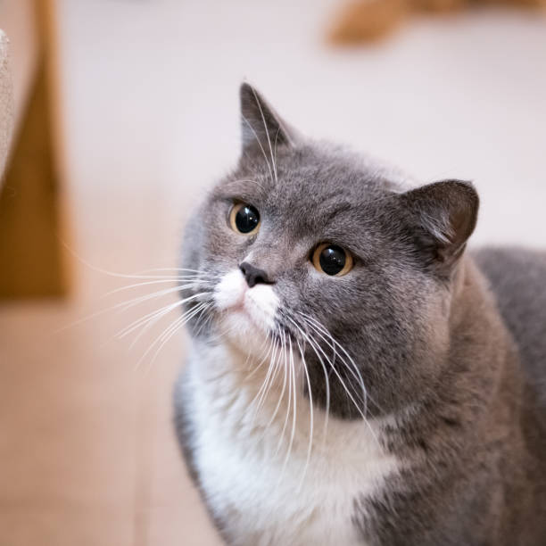 istock Gray British shorthair cats, indoors 889963436