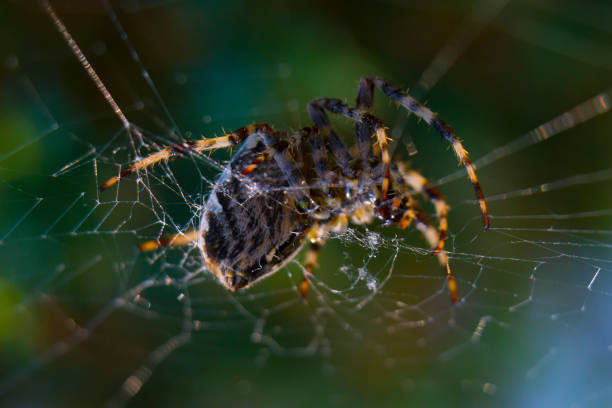 istock Cross Spider in web Garden useful insect 889965808