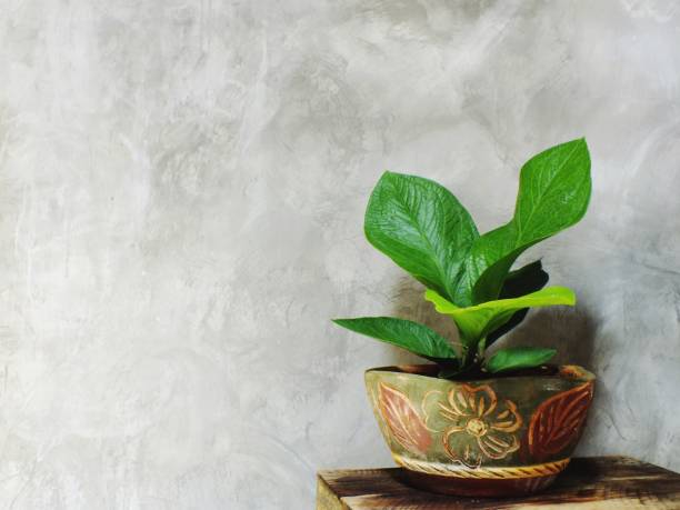 istock close up green tree on flower pot and space background 889968956
