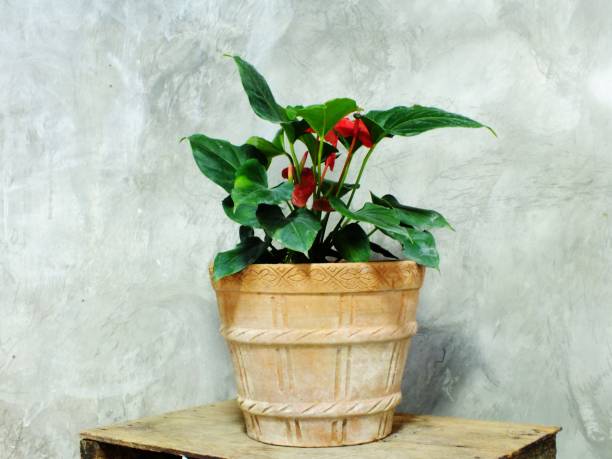 istock close up green tree on flower pot and space background 889969010