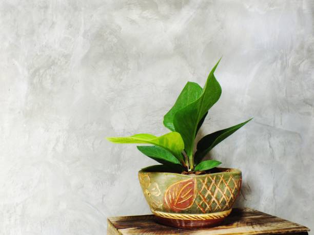 istock close up green tree on flower pot and space background 889976292