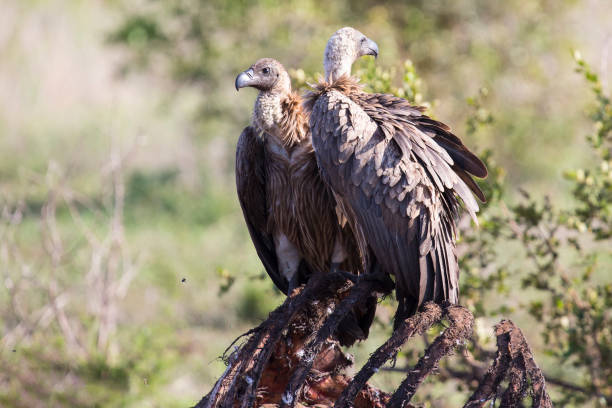 istock Vultures sitting on ground after eating ready for fly 889983360