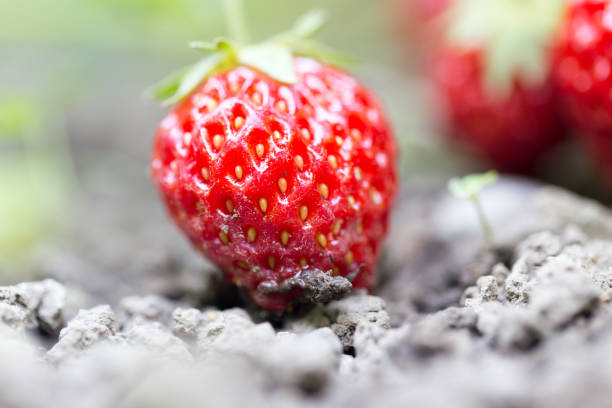 strawberries in the garden outdoors. close strawberries in the garden outdoors. close . In the park in nature the plantation course at kapalua stock pictures, royalty-free photos & images