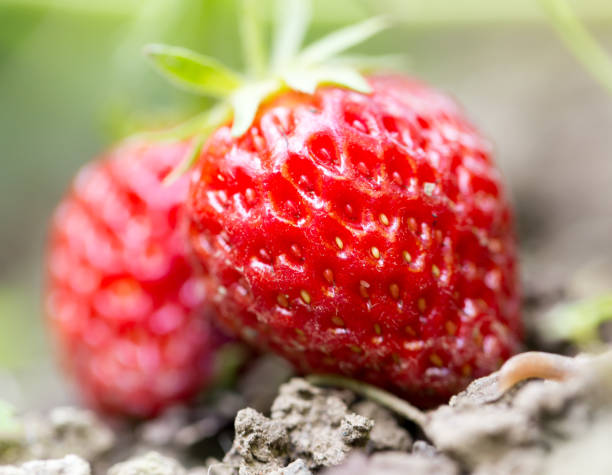 strawberries in the garden outdoors. close strawberries in the garden outdoors. close . In the park in nature the plantation course at kapalua stock pictures, royalty-free photos & images