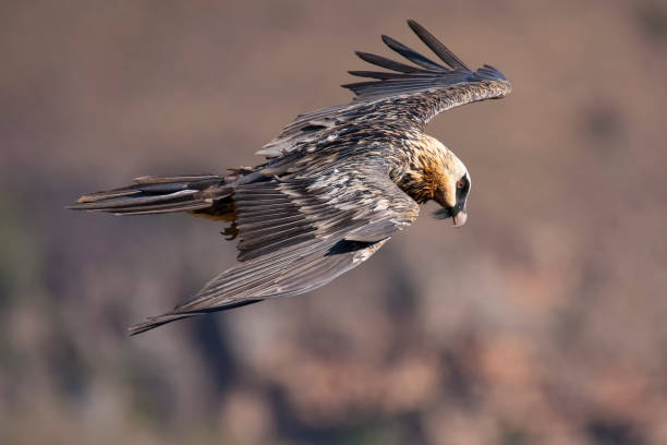 istock Bearded vulture flying in the brown mountains 889986836