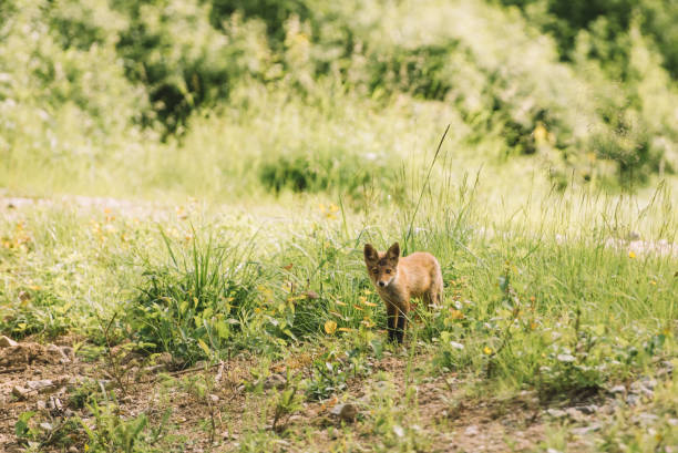 Little cute foxpuppy fox pup on summer day